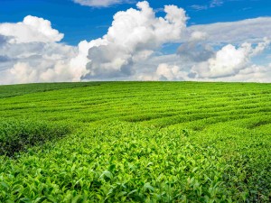 Lezzeti ve Kalitesiyle Sofralarınıza Gelen Gelenek