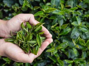 Çayın Tarihi: Yapraklardan Dünyaya Yayılan Efsane