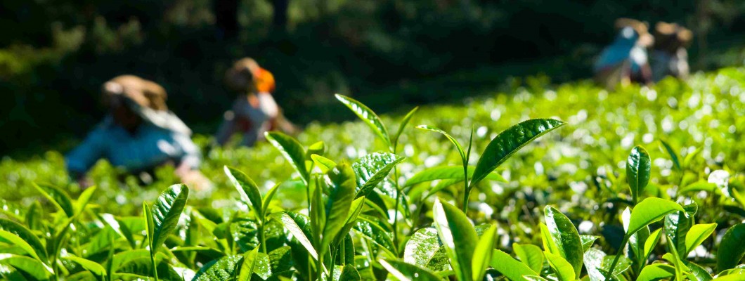 Rize Çayı: Karadeniz’in Yeşil Mirası ve Kalite Sırrı